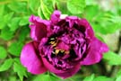 Verstreute Rosenblütenblätter; scatlered rose petals